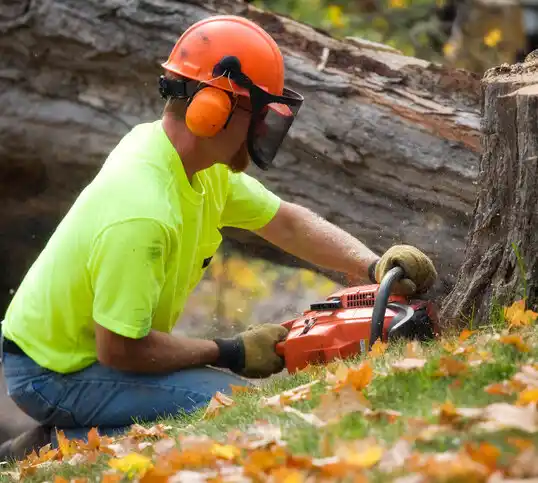 tree services Watertown